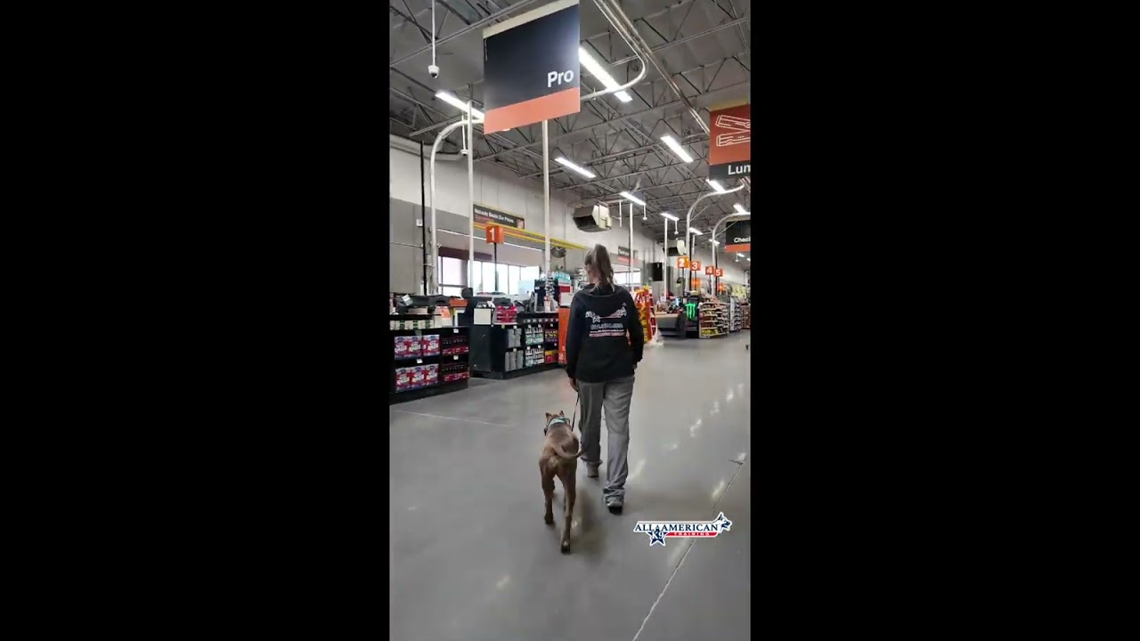 Arizona Dog Training I Before & After I Phoenix Area Dog Trainers I Board & Train I All-American K-9