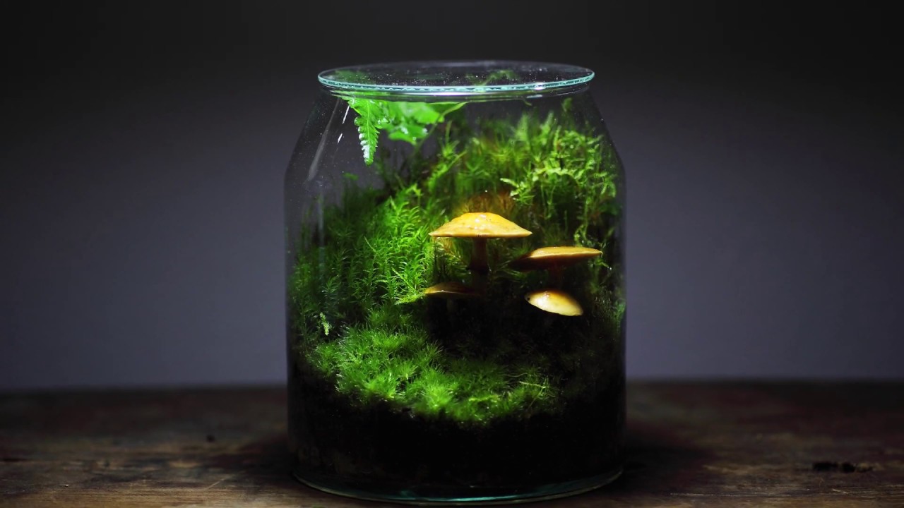 Glossy Mushroom Terrarium [Pholiota microspora]