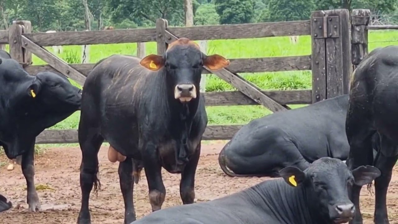 MACHOS TRICROSS DE ( NELORE-ANGUS-BRANGUS) DEPOIS DA DESMAMA- mostrando desenvolvimento