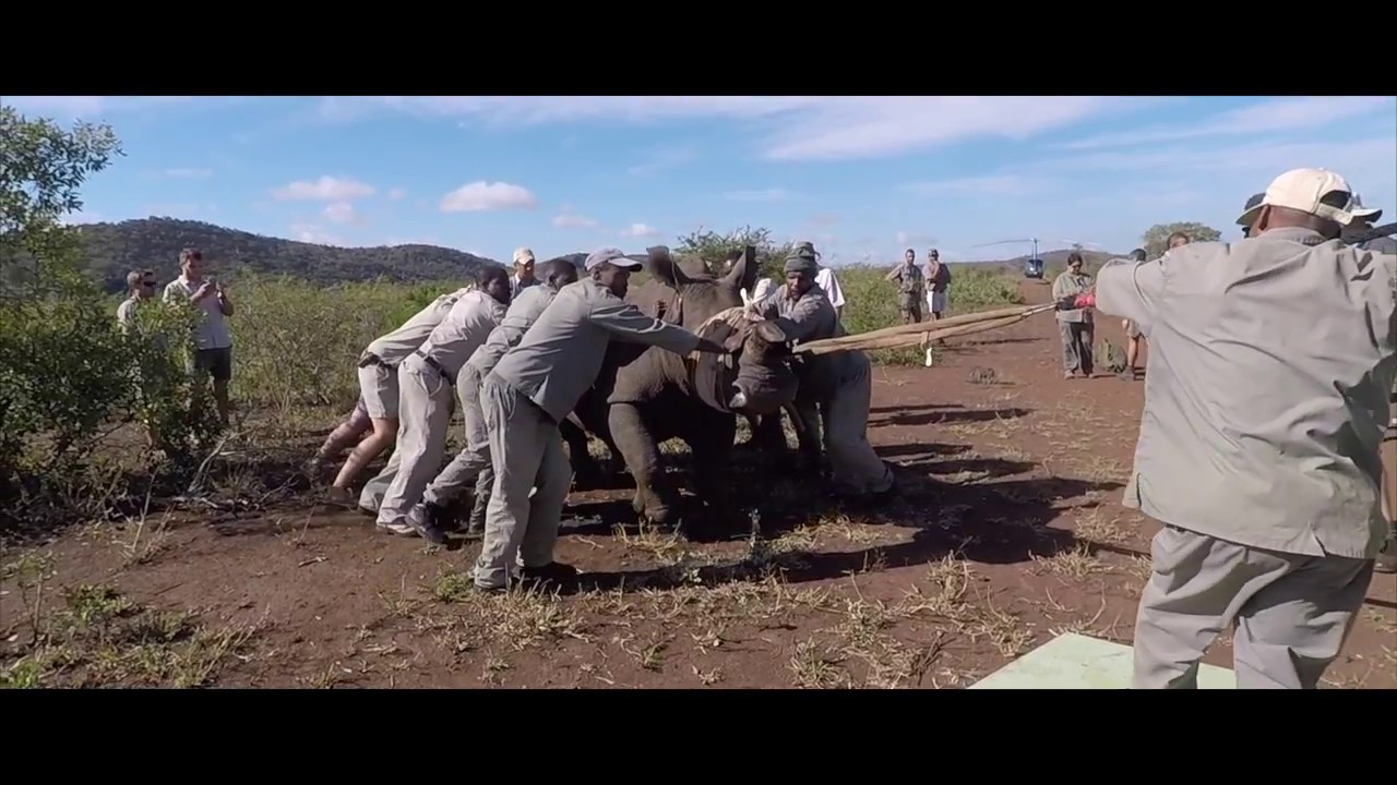 Volunteering in Africa! - One month at phinda - GoPro