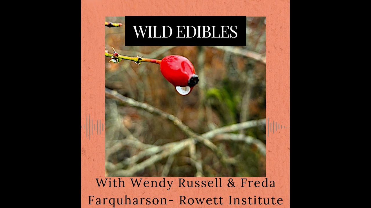 Episode 371: Wild Edibles
