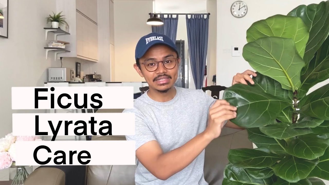 GARDENING | Care tips for the Ficus Lyrata (fiddle leaf fig)