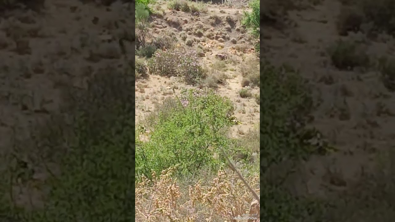 توثيق الحسون في الجزائر في احدى مناطق تيارت .تمتع بمقنين بلادك صوت وصورة ملاحظة لم نقم بعملية صيده