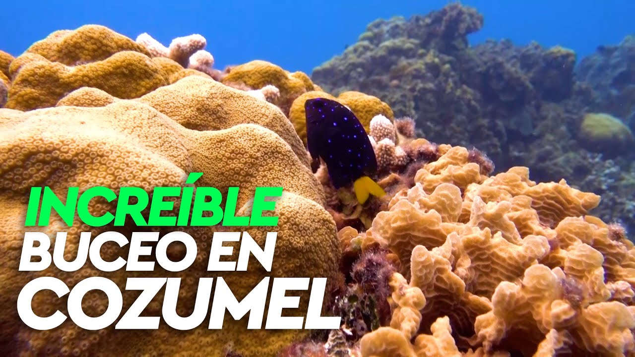 Buceando en uno de los ARRECIFES de CORAL MÁS BONITOS DEL MUNDO en COZUMEL