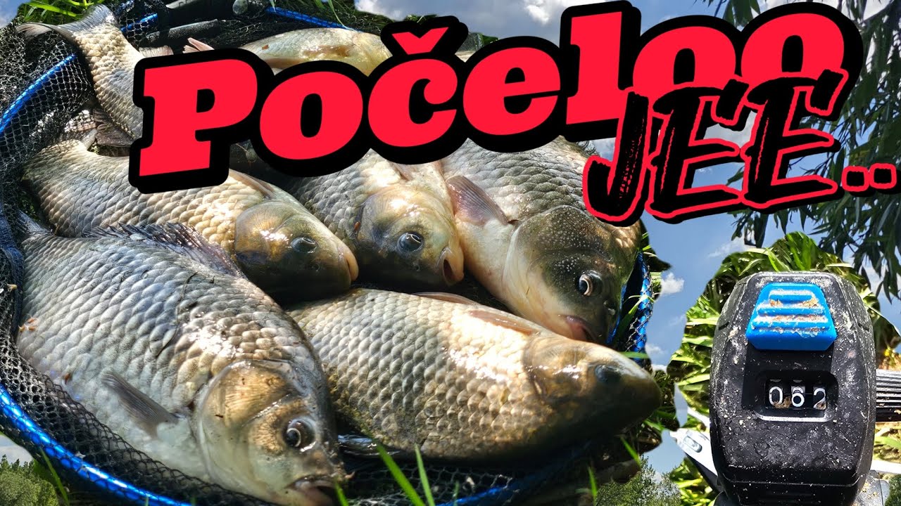 Vrhunsko feeder pecanje na Tamisu, babuska, deverika, krupatica rade kao lude🎣🎣
