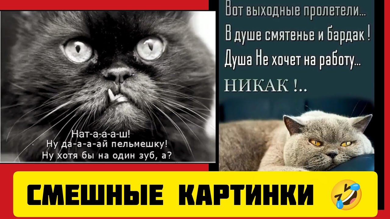 Нат-а-а-а-ш! Ну да-а-а-ай пельмешку🥟! Ну хотя бы на один зуб, а?🤣смешные картинки и весёлая музыка 