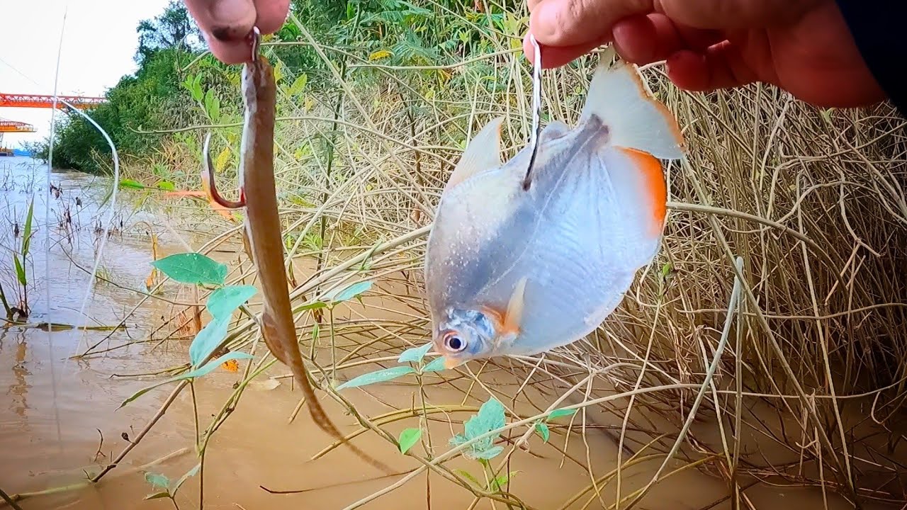 PACU x SARAPÓ - ERA PARA SER UMA SIMPLES DISPUTA ENTRE ISCAS VIVAS... Pescaria!