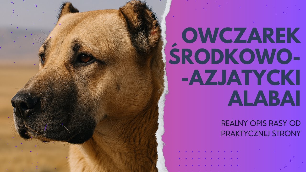 Owczarek środkowoazjatycki — Alabai. Realny opis rasy od praktycznej strony.