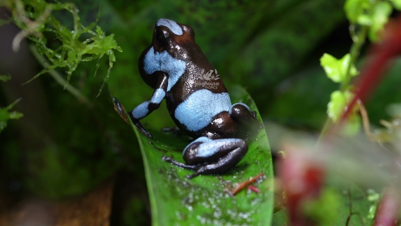 Oophaga Histrionica Blue Male Calling