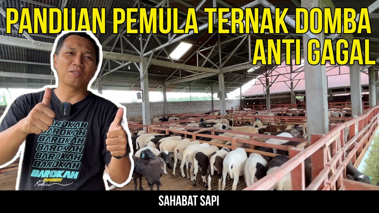 PANDUAN PEMULA TERNAK DOMBA ANTI GAGAL DAN TIPS PERAWATAN DI MUSIM HUJAN