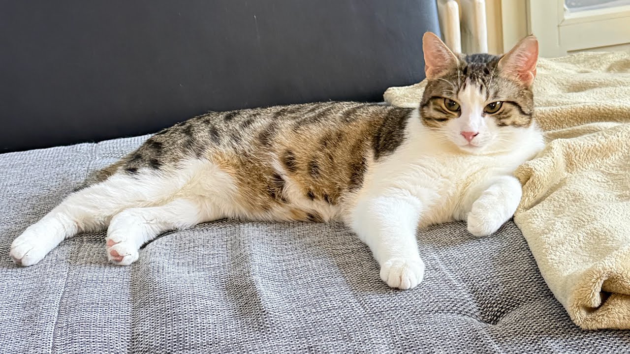 🐾 Infinite Cat Loop LIVE – Cuteness Meets Chaos
