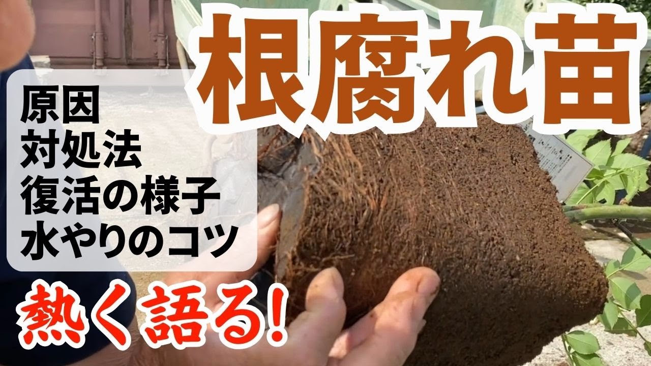 バラの根腐れについて熱く語る！原因/対処法/弱った様子/復活の様子/水やりで大事なこと/乾かすこと/一通り見ればだいたいわかる！