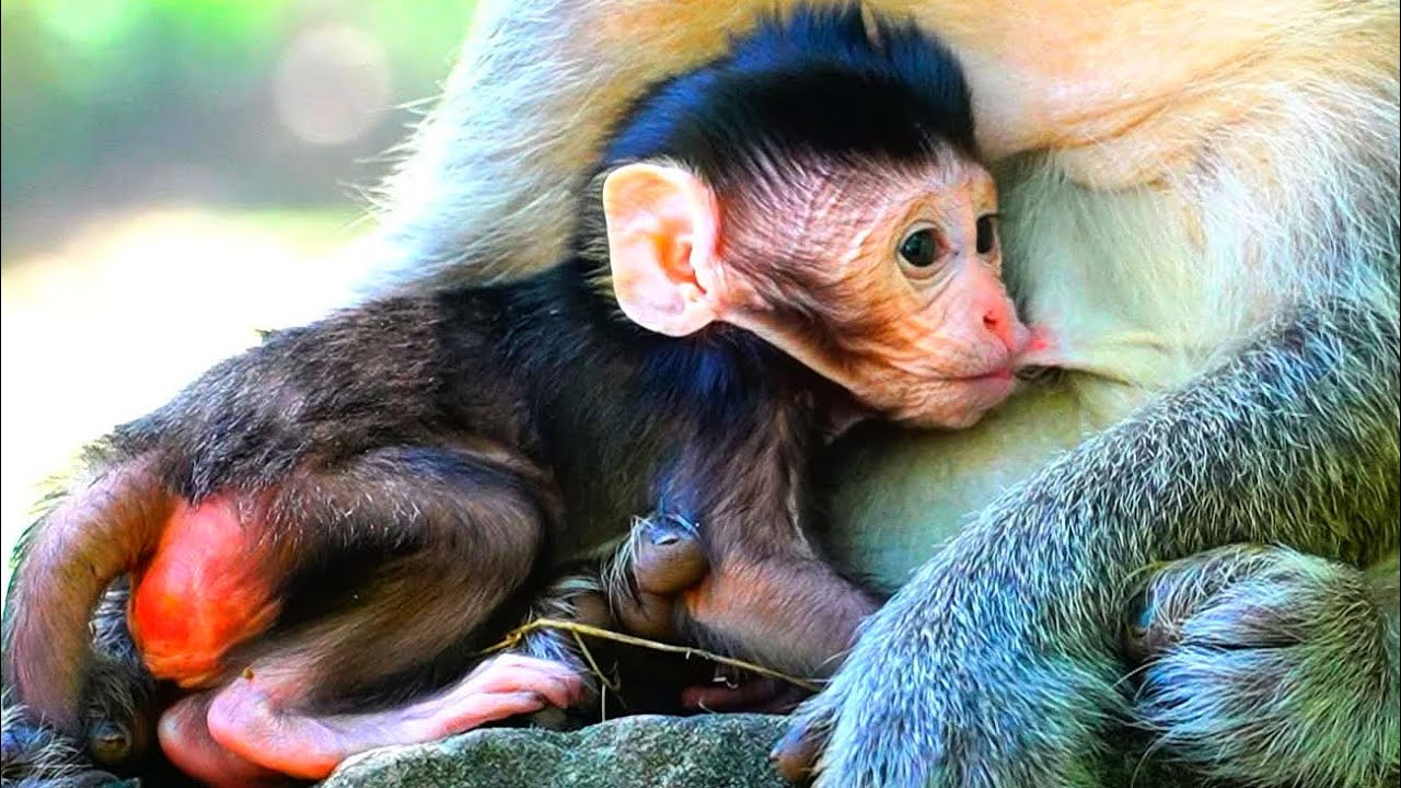 Lovely baby monkey so cute With mom monkey so cute #babymonkey 
