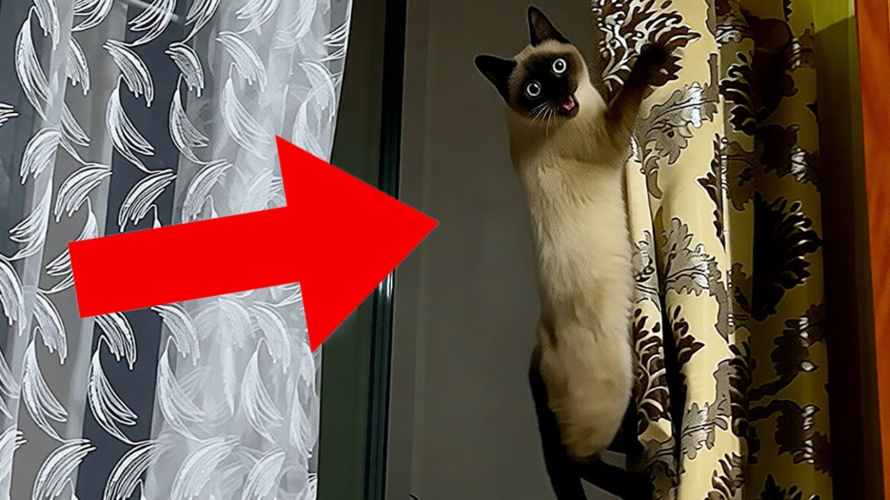 ЗАЛЕЗЛА НА ШТОРКУ! (Говорящая кошка Бусинка)