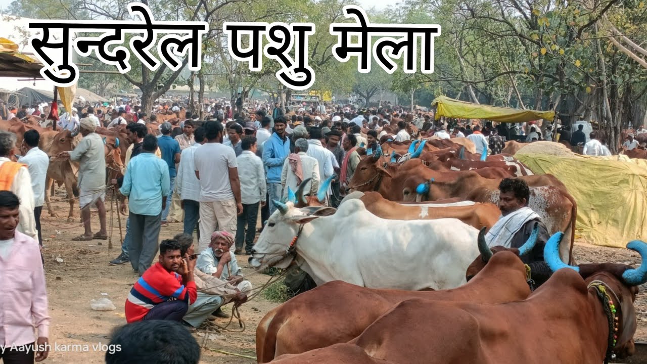  धार जिले का सबसे बड़ा सुन्दरेल पशु मेला | लाखों की भैंस और बैल बिके ! सुन्दरेल पशु मेला, जिला धार !