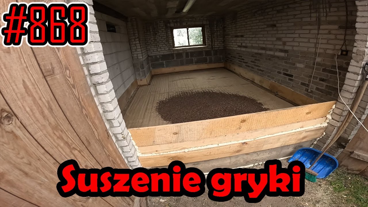 Przeróbki w suszarni, plon gryki poplonowej #868