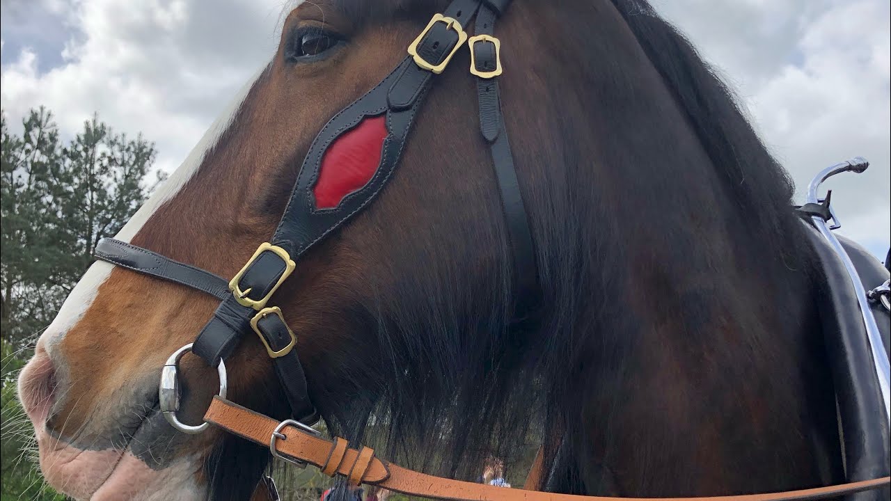 BEAMISH MUSEUM EVENT HORSES AT WORK 2019