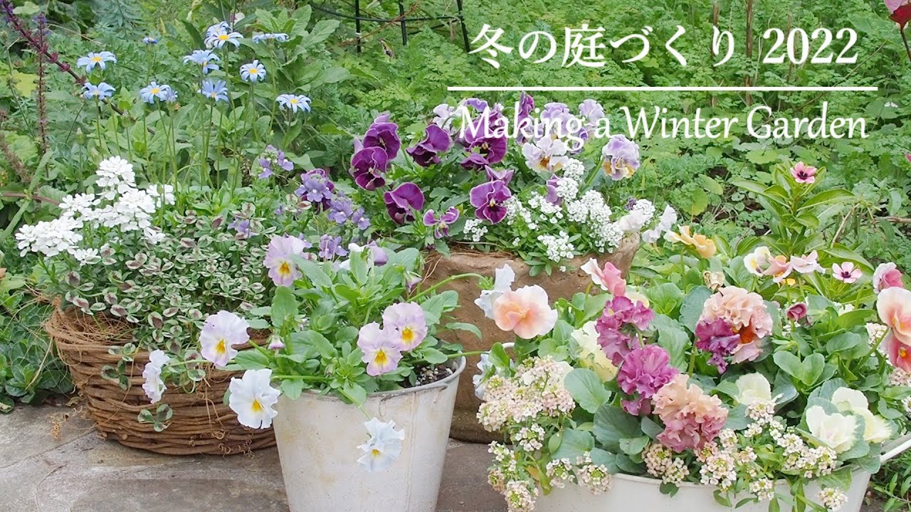 《冬のガーデニング》冬から春に欠かせない寒さに強い花8種＊花壇の植え替え《T's Garden》