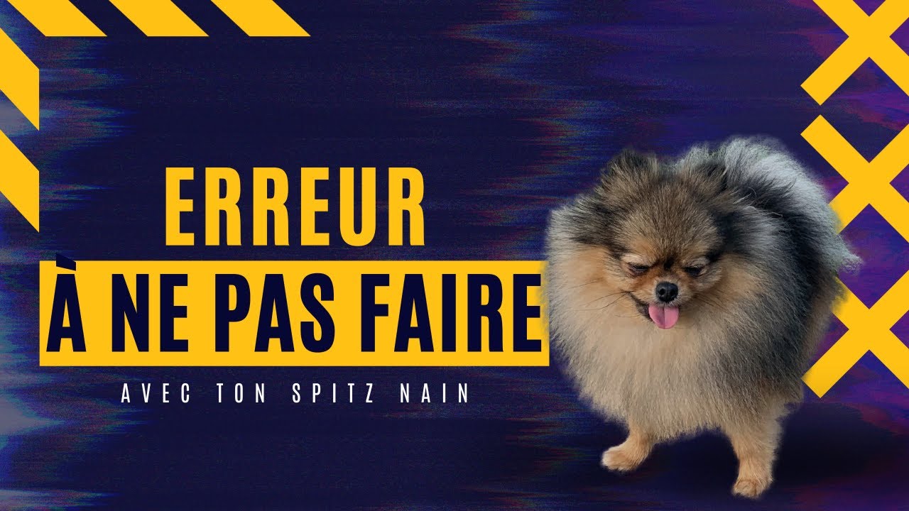 🐶 Les erreurs &agrave; ne pas faire avec son Spitz 🐾:✦ 100% #POMERANIAN #chihuahua #louloudepomeranie #top