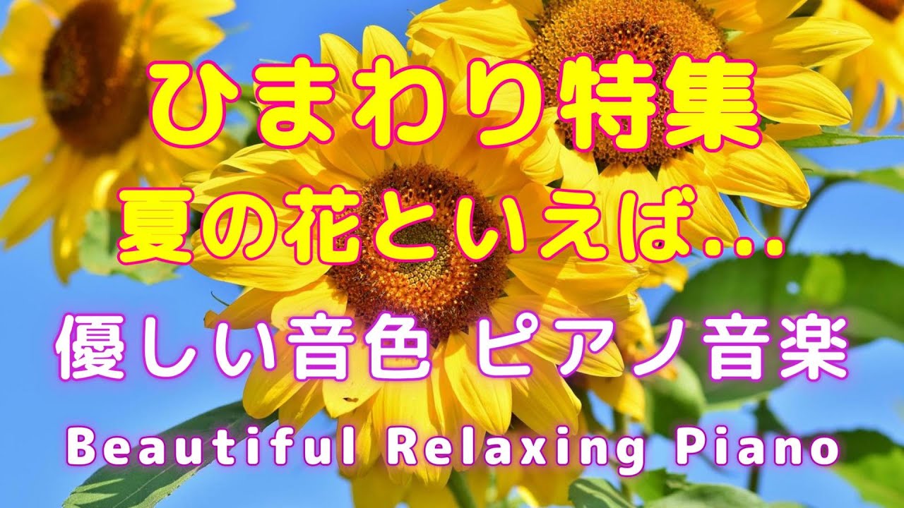 【BGM】🌸ひまわり特集 夏の花といえば... リラックス・ピアノ音楽🌸疲れた心を優しく癒す穏やかなピアノ旋律🌸心地いい音楽 #リラックス #癒し #ヒーリング
