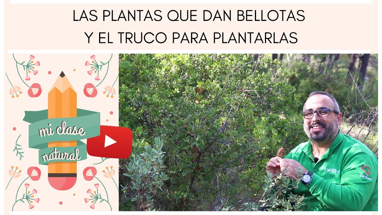 MI CLASE NATURAL: Las plantas que dan bellotas y el truco para plantarlas