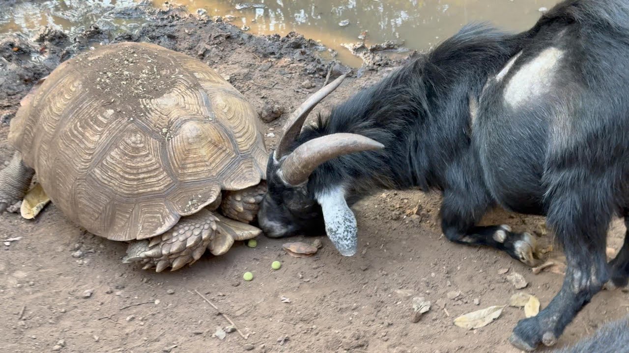 Tough Tortoise Times and Food Thieves