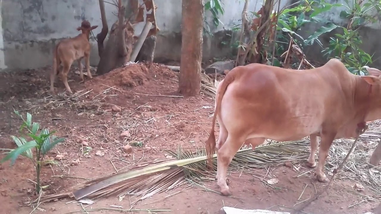 Vechur Cow-Pride of Kerala -located at Thiruvananthapuram;  powered by simepay technologies