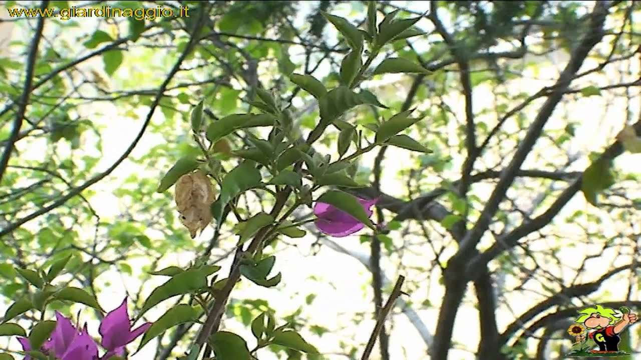 potare un rampicante