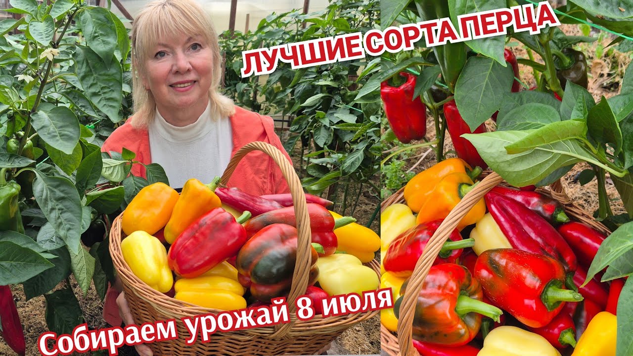 УРОЖАЙ ПЕРЦА собираем корзинами ЛУЧШИЕ СОРТА не подвели в холодное лето