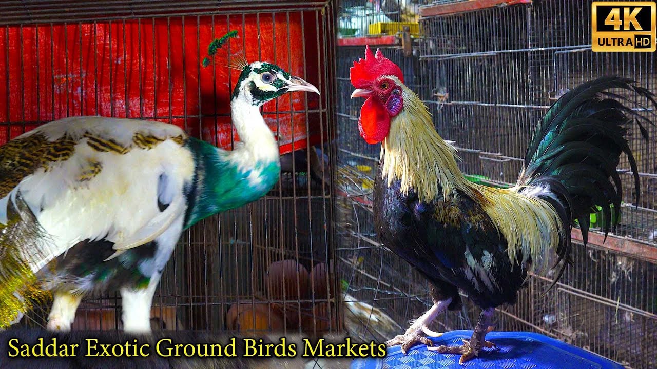 Saddar Exotic and Rare Ground Birds Market Karachi| سوق صدر للطيور البرية النادرة والغريبة في كراتشي
