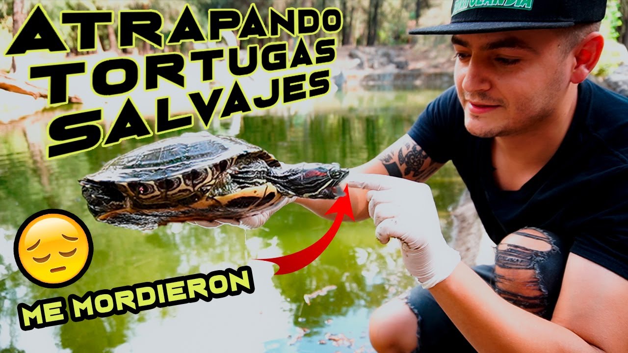 AGARRAMOS TORTUGAS DE LA NATURALEZA !  😱🐢