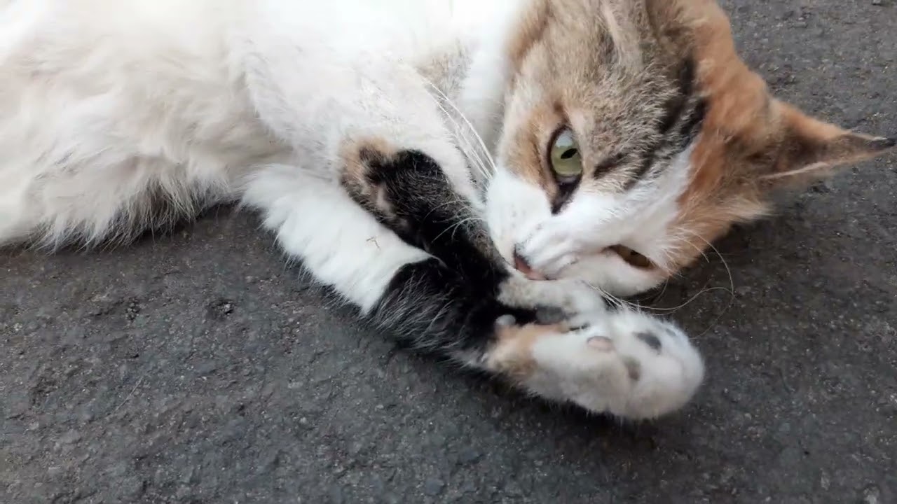 Vlog Pasadena