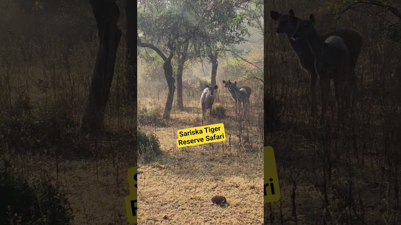 Tiger Safari Sariska tiger reserve | wild and nature #tigerspotted #jimcorbett #sariskatigerreserve