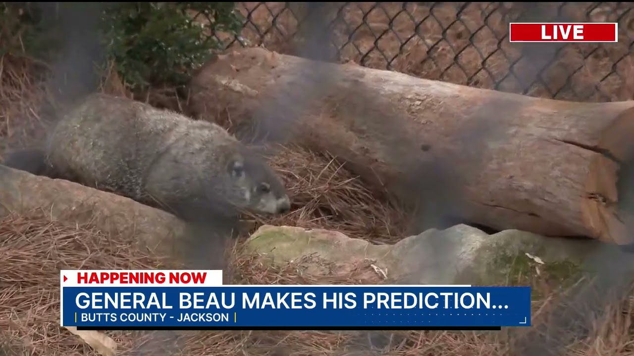 Georgia groundhog Beauregard Lee makes his prediction