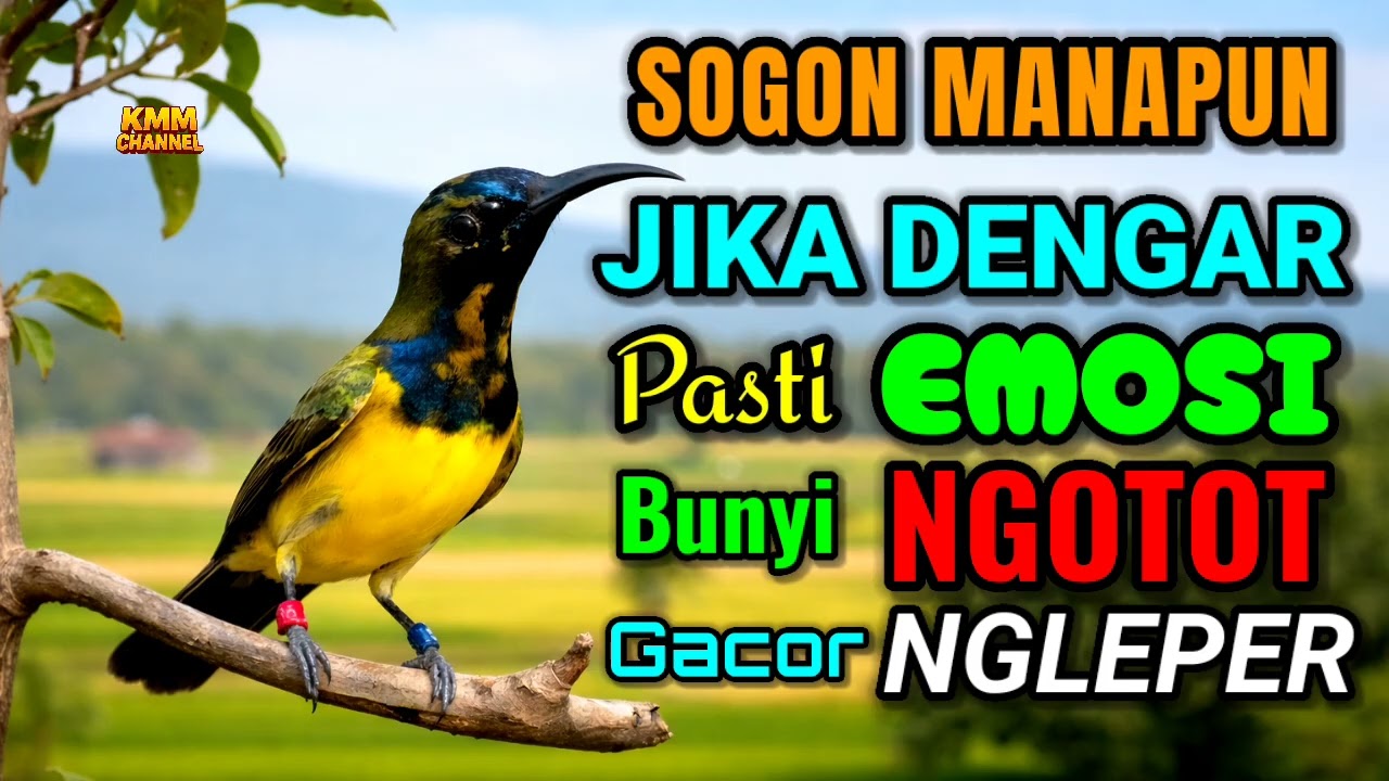 Bikin semua sogon emosi‼️ Pancingan sogon agar bunyi gacor