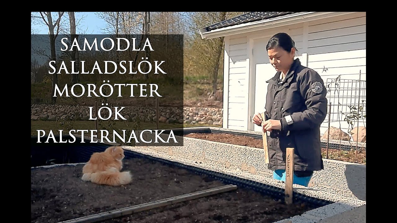 Hur jag samodlar morötter, gul/röd lök, salladslök och palsternacka i sandjord i odlingslådan.