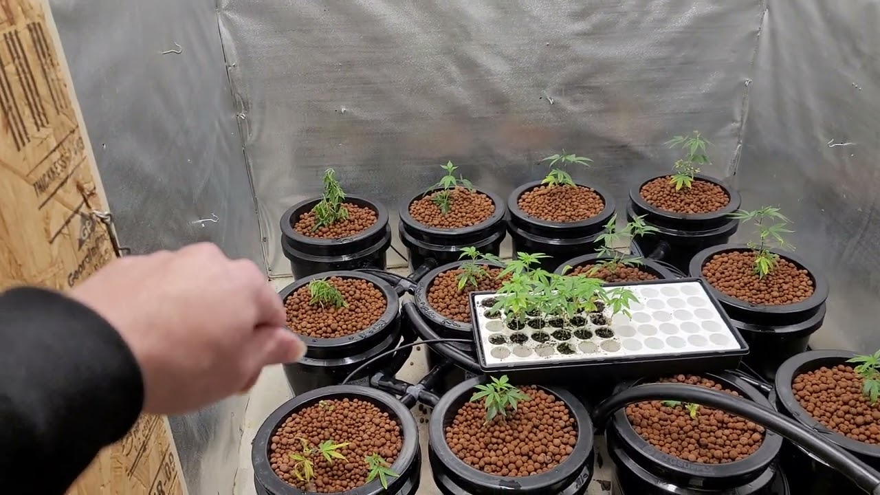 RDWC ROUND 3!🥊LED🌞 Advanced Nutrients GMO Clones🧬🏋️🏋️&zwj;♀️🏋️&zwj;♂️🔥