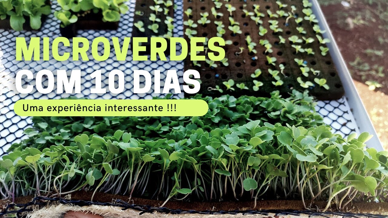 🥗 Como estão os Microgreens com 10 dias !!!