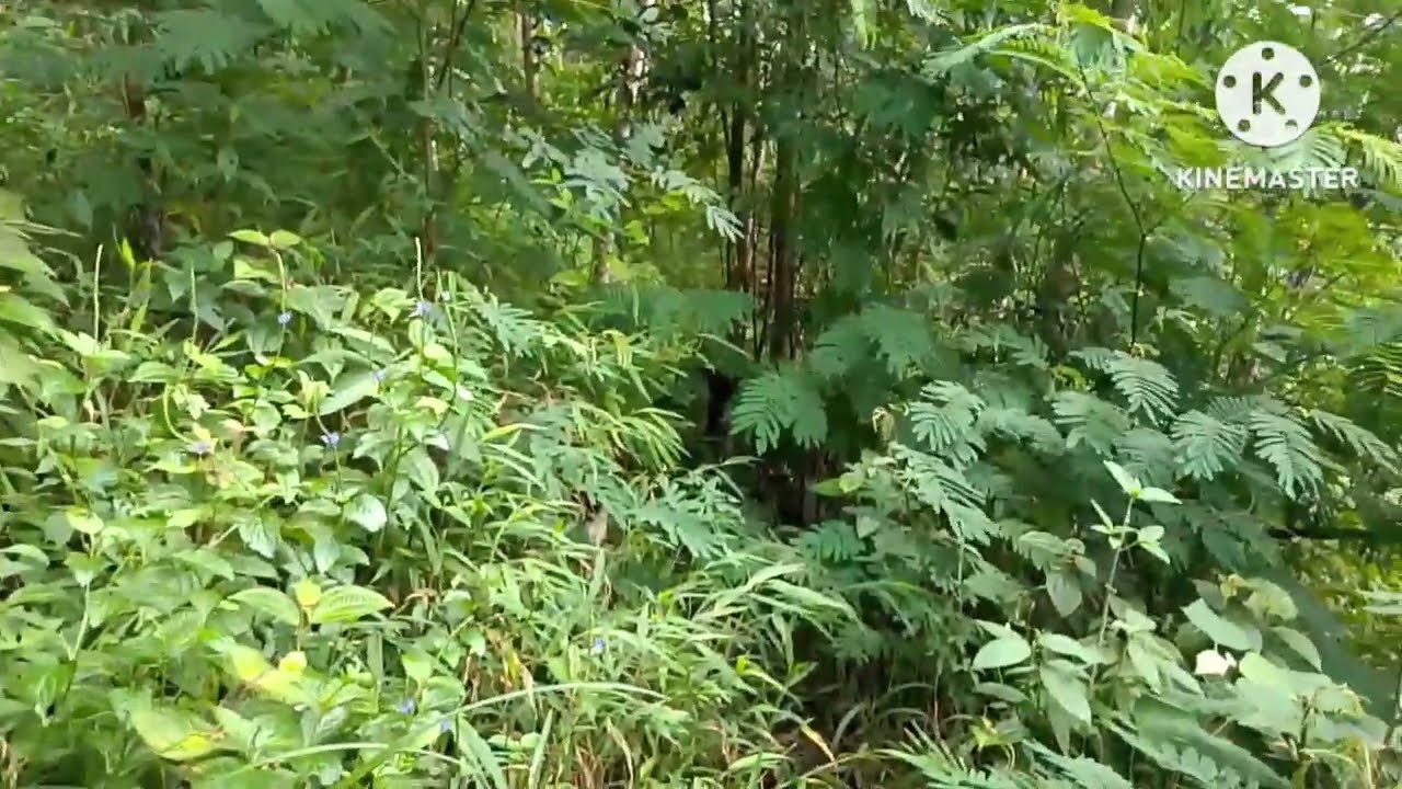 ‼️Cocok buat kebun‼️luas tanah 1500 mt 60 jt masih nego surat surat SHM