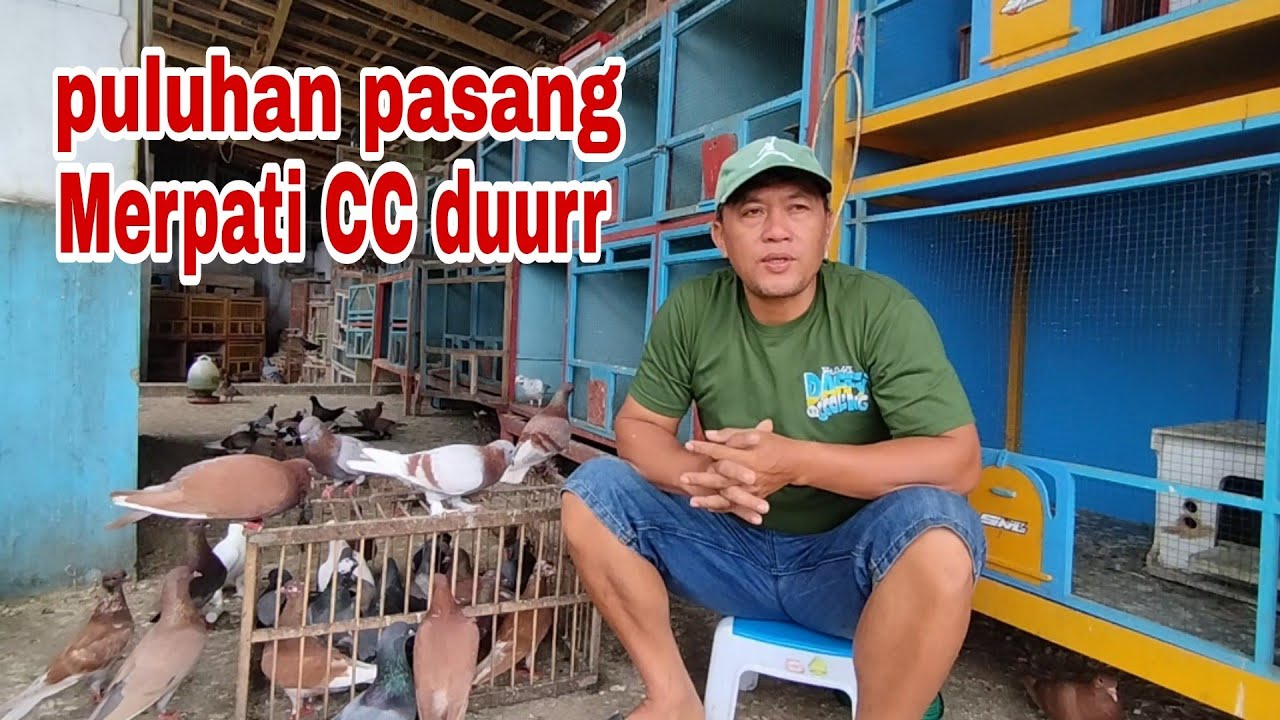 Merpati bahan yg yg kenceng kenceng