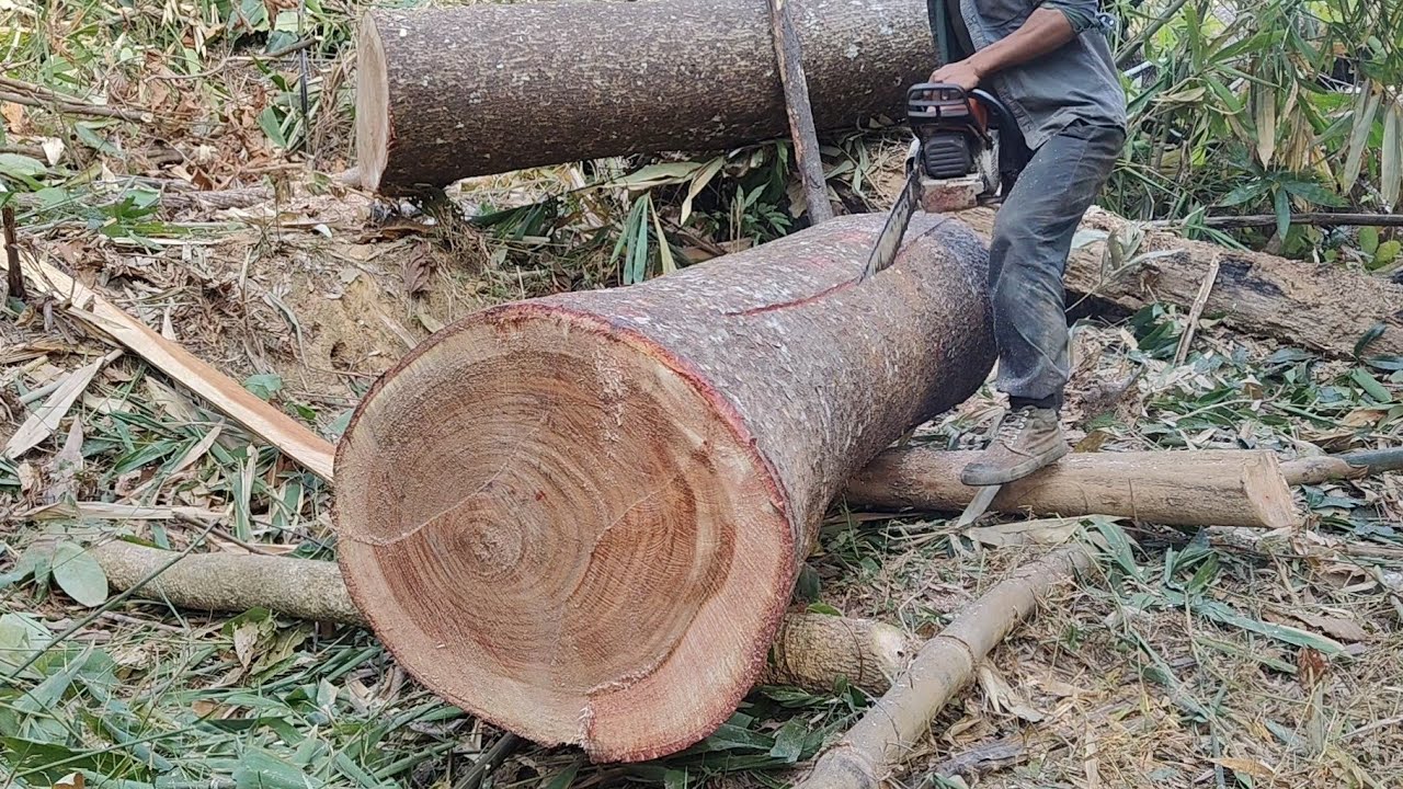 Skill in sawing Siris tree into Board size 2.5cm &times; 30cm &times;180cm Using a Chainsaw