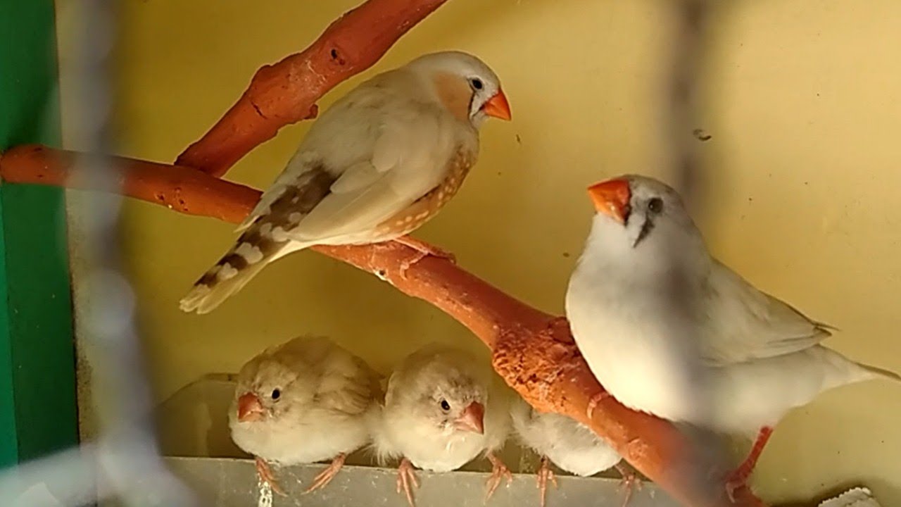 CUANTO TARDA UNA PAREJA DE DIAMANTE MANDARIN EN CRIAR