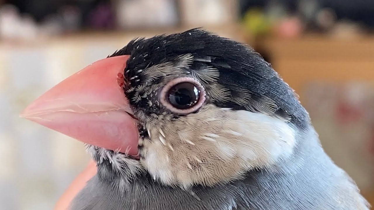 まゆげ文鳥