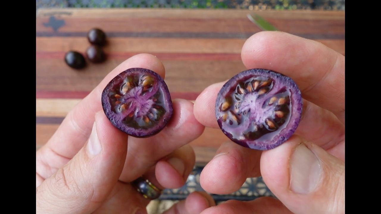 Variety Spotlight: The Purple Tomato