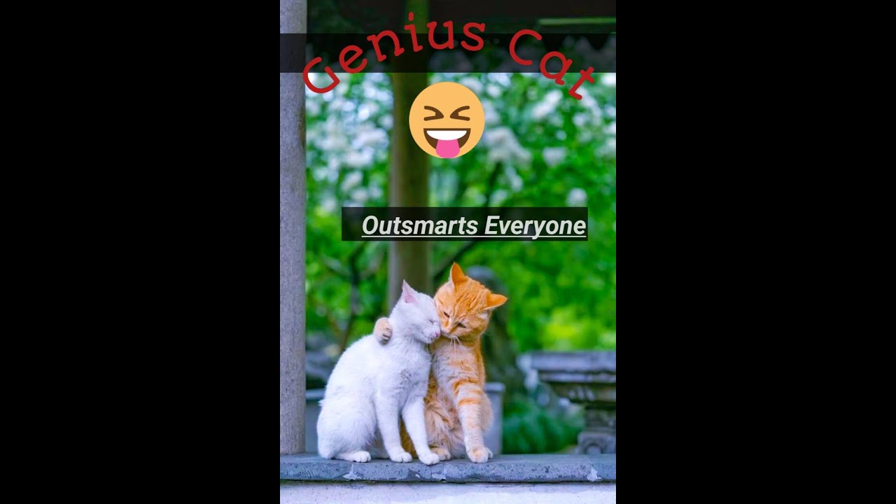 The  Secret Genius Cat that outsmarts Every