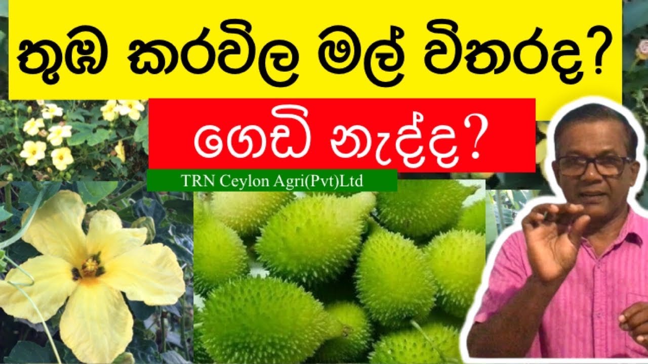 තුඹ කරවිල වැලක් හිටවන්න කලින් අනිවාරයෙන්ම බලන්න  | Thumba Karawila | Ceylon Agri | Episode 75