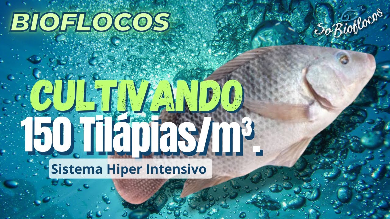 #Bioflocos - Cultivando 150 Tilápias por m³.@Só Bioflocos