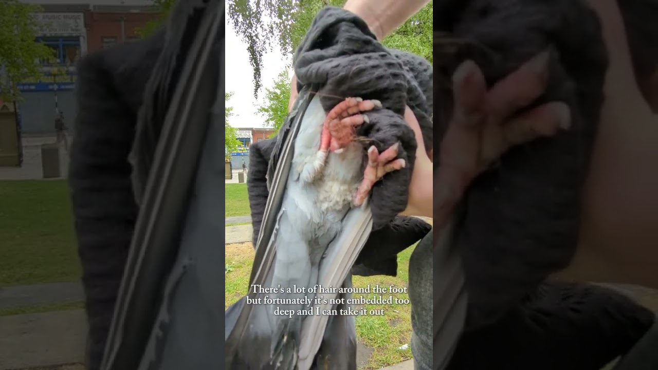 Helping a bird with injured feet at the park  