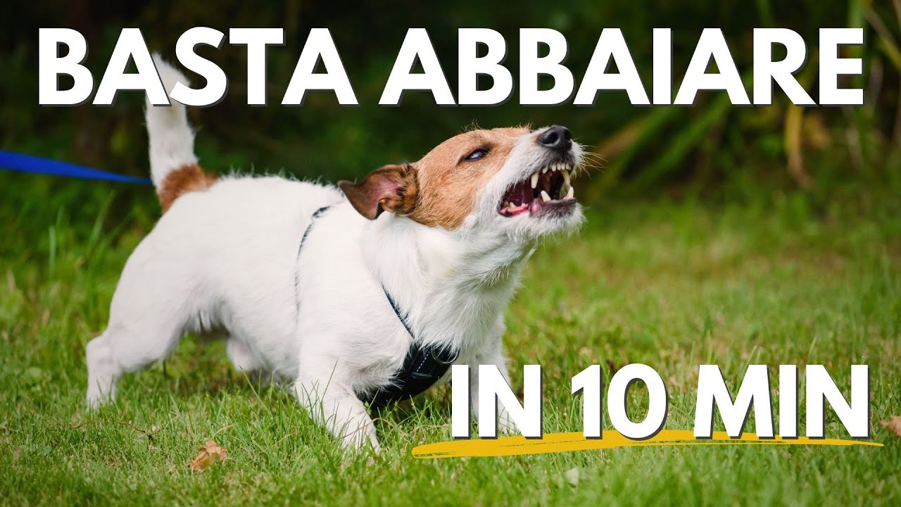 Come insegnare al cane a non abbaiare agli altri cani al guinzaglio.