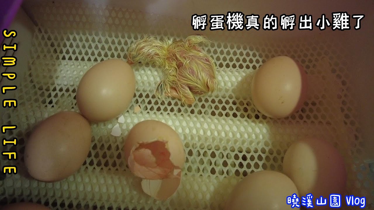孵蛋器成功孵出小雞了!這招